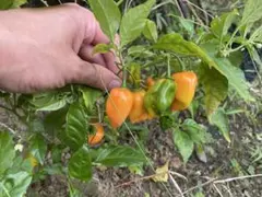 toshi様 リクエスト 2点 まとめ商品