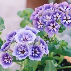 2026年最新】花 種 珍しいの人気アイテム - メルカリ