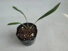 おかか様専用のサムネイル