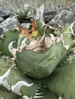 2026年最新】狂刺夕映の人気アイテム - メルカリ