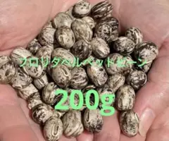 ムクナ豆(フロリダベルベットビーン)200g(厳選)。5円/グラムのサムネイル