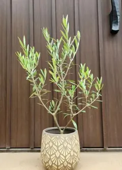 オリーブの木 エルグレコ テラコッタ鉢植え 苗 - メルカリ