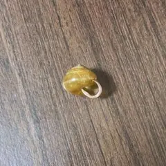 코코로 마이마이랜드 조개 표본 조개