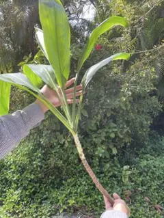 ティーリーフ 葉っぱ 200枚セット Amazon｜TIETHEKNOT フェイクリーフ 60枚 人工葉 トロピカルヤシ