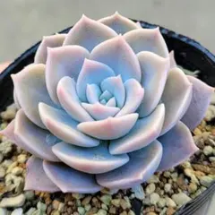 ・*.punchan‪‪‪.*¨̮・様 リクエスト 2点 まとめ商品