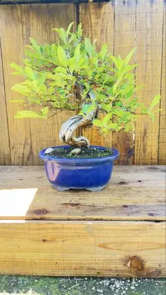 深山かいどう現品一点物 海棠カイドウ Miyanakaidou bonsai - メルカリ