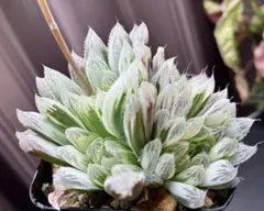 ぷりん様 リクエスト 4点 まとめ商品