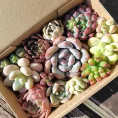 多肉植物　カット苗　多肉弁当　寄せ植え　詰め合わせ