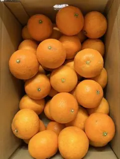 ☆ 送料込　愛媛果試28号(紅まどんなと同じ品種)5キロの箱入り家庭用小玉サイズ