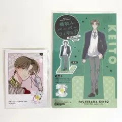 多聞くん今どっち！？ 橘敬人 アニメイト特典 ペーパーフィギュア カード