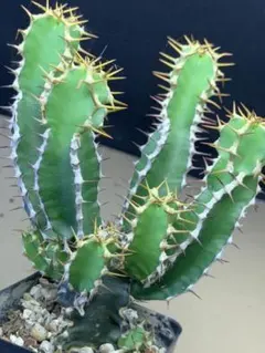 M94 塊根植物 希少種 ユーフォルビア カリサナ 実生苗 - メルカリ
