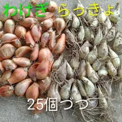 2026年最新】わけぎ種球根の人気アイテム - メルカリ