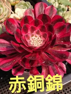 504 燕姿錦 多肉植物 アエオニウム 抜き苗 - メルカリ