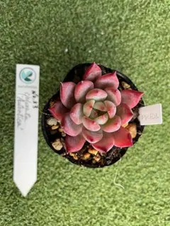 サボテン相談室 コロラータアウテンティカ 2025年最新】コロラータアウテンティカの人気アイテム - メルカリ