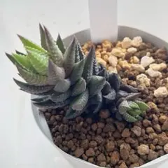 1517 ナイルの一滴×レインシャード 実生多肉植物 ハオルチア アロエ