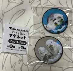 6/10新発売‼️店頭完売 鳥羽水族館 メイ キラ ラッコ 缶バッジ - メルカリ