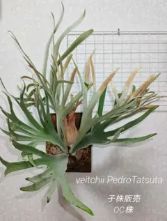 2026年最新】pedro tatsutaの人気アイテム - メルカリ
