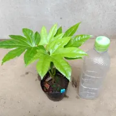 アール　プロフ必読お願い致します！様 リクエスト 2点 まとめ商品