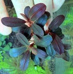 数株分】ブセファランドラ ネオレッド 水中葉Bucephalandra sp. - メルカリ
