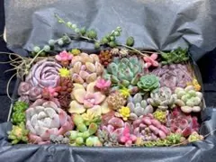 全部名前付き❣️多肉植物❤️エケベリア等とセダムカット苗詰め合わせセット(12) ❤️