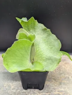 ビカクシダ P. veitchii 'Kingfisher' spore - メルカリ