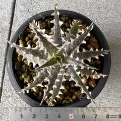 ★ディッキア　ER019 Otto Bromeliad Hybrid★のサムネイル