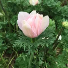 ホビー本舗 舞子坂店 様 専用 闇の量産工場3枚、テラフォーミング3枚