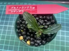 超お得スタート‼️ブセファランドラ spムコックブラック - メルカリ