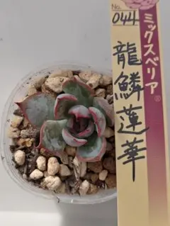 ㊳大きめ苗! 青鬼❣️祭囃子❣️紅染華❣️龍鱗蓮華❣️白銀姫❣️メルカリ便込 ㊳大きめ苗! 青鬼❣️祭囃子❣️紅染華❣️龍鱗蓮華❣️白銀姫