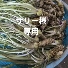 サリー様専用のサムネイル