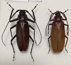 2026年最新】カミキリ 昆虫標本の人気アイテム - メルカリ