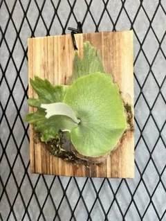 P.willinckii 月光爪蛙 sporeling - メルカリ