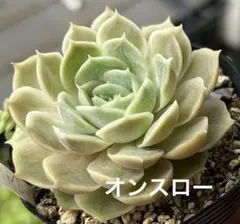 大人気 多肉植物 アエオニウム 白鳳錦 超美苗 レア種 - メルカリ