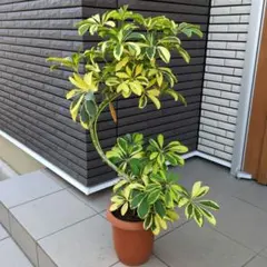 斑入り 観音竹 観葉植物 鉢植え - メルカリ