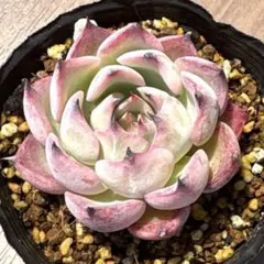 雲の花ラズベリーメモリーズ小人の渚札付きポットごとおらいさん苗バラ売り不可 楽天市場】多肉植物 oriミックスベリア No.021 小人の渚 多肉植物 お