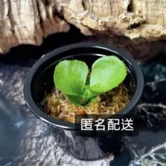 2026年最新】リドレイワイドの人気アイテム - メルカリ