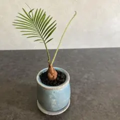 2026年最新】黄金蘇鉄の人気アイテム - メルカリ