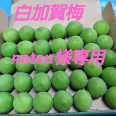 白加賀梅、A３L・１㎏、専用出品です。