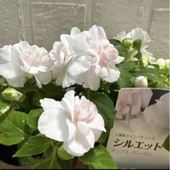 八重咲インパチェンス♡シルエット♡アップルブロッサム♡3.5号♡宅急便コンパクトのサムネイル