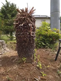 2026年最新】ソテツ 引き取りの人気アイテム - メルカリ