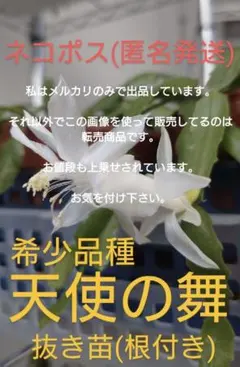 2026年最新】シャコバサボテンの人気アイテム - メルカリ