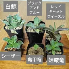 2025年最新】 アガベ シーザー セットの人気アイテム - メルカリ