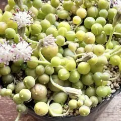 多肉植物【グリーンネックレス】抜き苗
