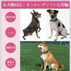 犬用 首輪 反射素材 ソフト パッド付き 全犬種対応 サイズ調整可 犬 散歩のサムネイル