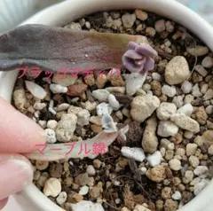 2025年最新】多肉植物 ブラックマディバの人気アイテム - メルカリ