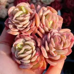 ニャン太♪様 リクエスト 2点 まとめ商品