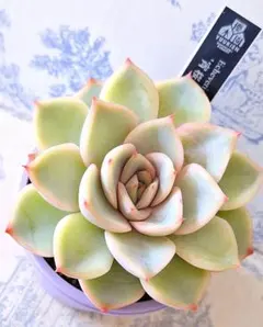 2026年最新】優木園の人気アイテム - メルカリ