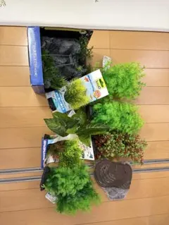 カラスノエンドウの強化種、大量200粒＋プティ粗品＋匿名送料無料
