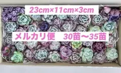 ピンクディオラ入り 多肉植物 カット苗　訳あり 多肉弁当 寄せ植え 詰め合わせ