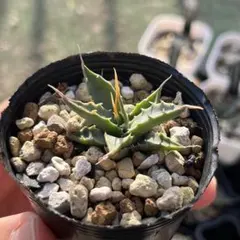 2025年最新】アガベエボリスピナの人気アイテム - メルカリ